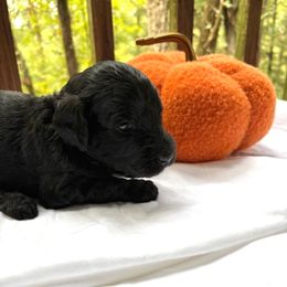 Knox - Black male Labradoodle puppy in Watertown, Tennessee from PawfectBud