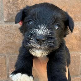 Boy 1 - Black male Miniature Schnauzer puppy in Avondale, Arizona from Campos Schnauzers