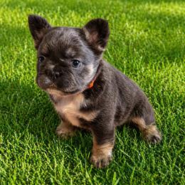 Finley - Blue female French Bulldog puppy in Greenville, Texas from Lovey’s Frenchies