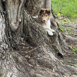 Collie Puppies from Little Apple Collies, Dazey, ND