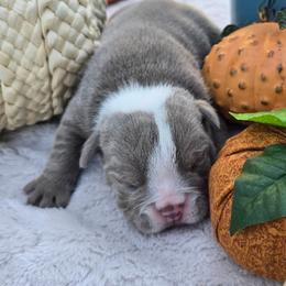 Tank - Blue tri-color male Bulldog puppy in Hopkins, Missouri from Mowry Creek Mini Aussiedoodles and More