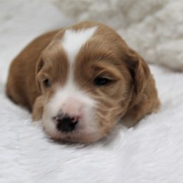 Bernedoodle and Goldendoodle Puppies from Paramount Family Doodles