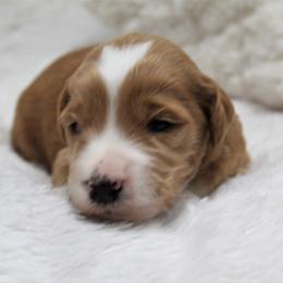Bernedoodle and Goldendoodle Puppies from Paramount Family Doodles