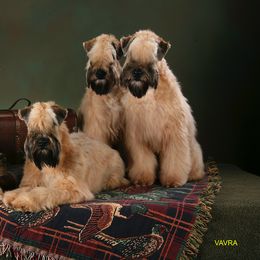 Soft Coated Wheaten Terriers from Burdigan Wheatens