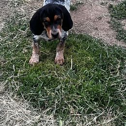 Bluetick Coonhound and Poodle Puppies from Dejah Bleu Kennels