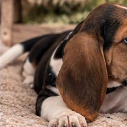 Green - Black white and brown male Basset Hound puppy in Fayetteville, Tennessee from Southern Town Hounds