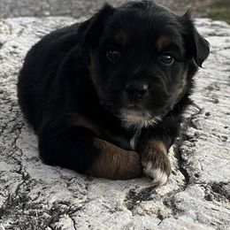 Uriah - Black tri male Miniature Australian Shepherd puppy in Godley, Texas from Nana and Paws Aussies