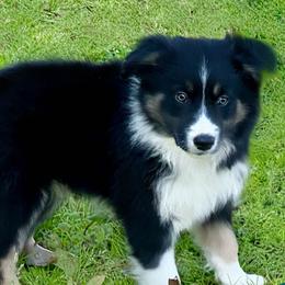 Border Collie Puppies from Nine Peaks Border Collies