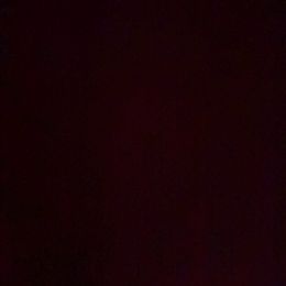 Glory - Cream female French Bulldog puppy in Saratoga Springs, Utah from Your Utah Frenchie