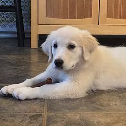 Golden Retriever Puppies from Bokamo Goldens