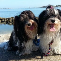 Havanese from Ivy Hills Havanese