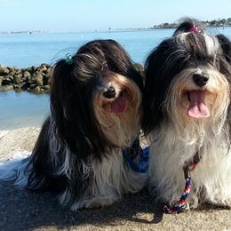 Havanese from Ivy Hills Havanese