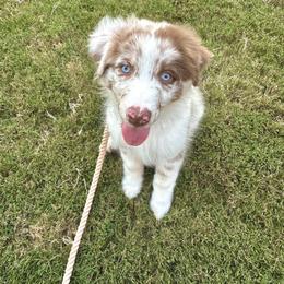 Australian Shepherd All Grown Up from Flowertown Aussies
