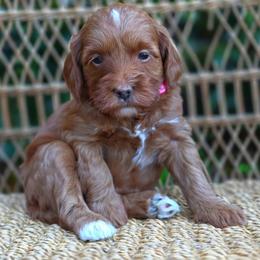 (Pink Collar) Chrysanthemum - Red  female Goldendoodle puppy in Granite Falls Nc, North Carolina from Carolina Goldendoodles