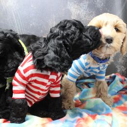 Australian Labradoodle Puppies from EllsWORTH Labradoodles LLC