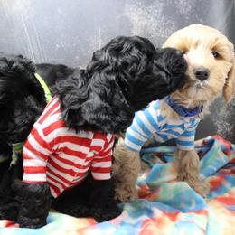 Australian Labradoodle Puppies from EllsWORTH Labradoodles LLC