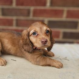 Hazel - CKC - Chocolate and tan female Dachshund puppy in Loganville, Georgia from Royal Dackel Haus