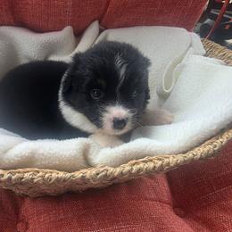 Girl 3 - Black tri female Miniature American Shepherd puppy in Griswold, Connecticut from Flatrock Kennels of CT