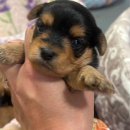 Olivia - Black and gold female Morkie puppy in Winston Salem, North Carolina from Patty’s Paws