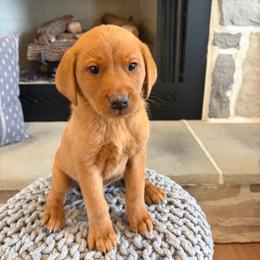 Silas - Yellow male Labrador Retriever puppy in Sugarcreek, Ohio from 1611 Sport Dogs
