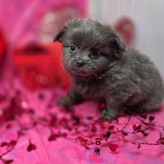Bluey - Blue male Mi-Ki puppy in Clearwater, Kansas from Midwest Mini Mi-kis