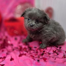 Bluey - Blue male Mi-Ki puppy in Clearwater, Kansas from Midwest Mini Mi-kis