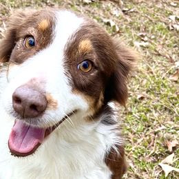 Australian Shepherds from Diamond 5 Aussies