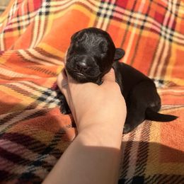 Morticia Addams - Black female German Shepherd puppy in Perrysburg, Ohio from Fancy GSDs