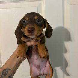 Musketeer - Chocolate and tan male Dachshund puppy in Conroe, Texas from R&M Dachshunds