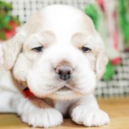 Mickey - Buff and white male Cocker Spaniel puppy in Rattan, Oklahoma from Double M Cocker Spaniels