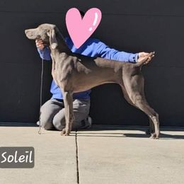 Soleil - Weimaraner
