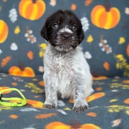 Lime Girl - Liver and white female German Wirehaired Pointer puppy in Reddick, Florida from Afterhours German Wirehaired Pointers and Basset Fauve de Bretagne