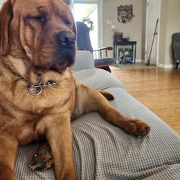 Labrador Retriever All Grown Up from Heartfelt Love Labradors