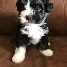 Havanese Puppies from Selah Havanese