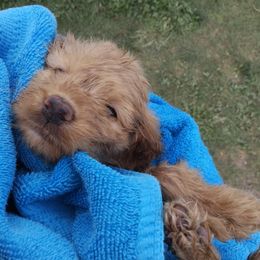 Labradoodle Puppies from Sakura Pups
