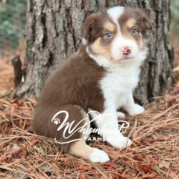 1,200 RED - Red female Border Collie puppy in Nashville, Arkansas from Whisenhunt Farms
