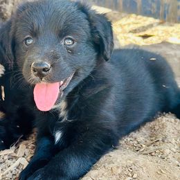 Echo - Black and white female Aussiedoodle puppy in Hempstead, Texas from Young Gun Aussies