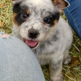 Boy 2 - Blue mottled Australian Cattle Dog puppy in Helena, Montana from Spring Haven Heelers