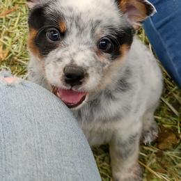 Boy 2 - Blue mottled Australian Cattle Dog puppy in Helena, Montana from Spring Haven Heelers