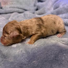 Girl 1 - Red merle female Australian Shepherd puppy in East Hartford, Connecticut from CT Aussies