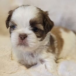 Randy - Gold and white male Shih Tzu puppy in Victorville, California from RUMBLE n TUMBLE