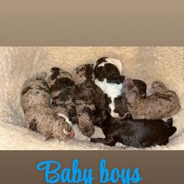 Aussiedoodle Puppies from Royal Conron Doodles