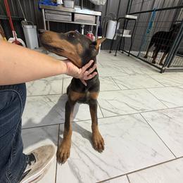Girl 3 - Blue and rust female Doberman Pinscher puppy in Elgin, Texas from New Horizons Kennels