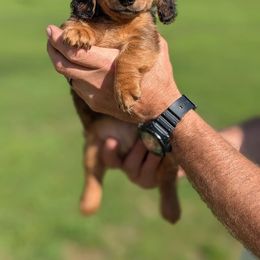 Girl - Red female Dachshund puppy in Penn Run, Pennsylvania from Shannon’s Dachshunds