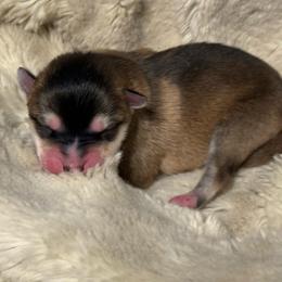 Jeep - Wolf sable male Pomsky puppy in Greenfield, Minnesota from SRF Pomskies