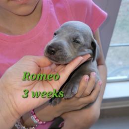 Romeo - Blue Male - Blue male Weimaraner puppy in Kingwood, Texas from Desert Rose Weimaraners