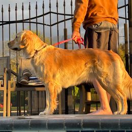 Kindle - Golden Retriever