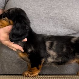 Dapple girl - Black and tan female Dachshund puppy in Milford, Michigan from Proud Lake Dachshunds