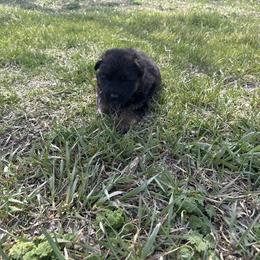 Purple female - Black and red female German Shepherd puppy in Herrick, South Dakota from Dakota Shepherds Kennels