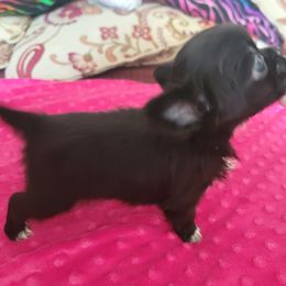 Chihuahua Puppies from Elegant Exotic Chihuahua's
